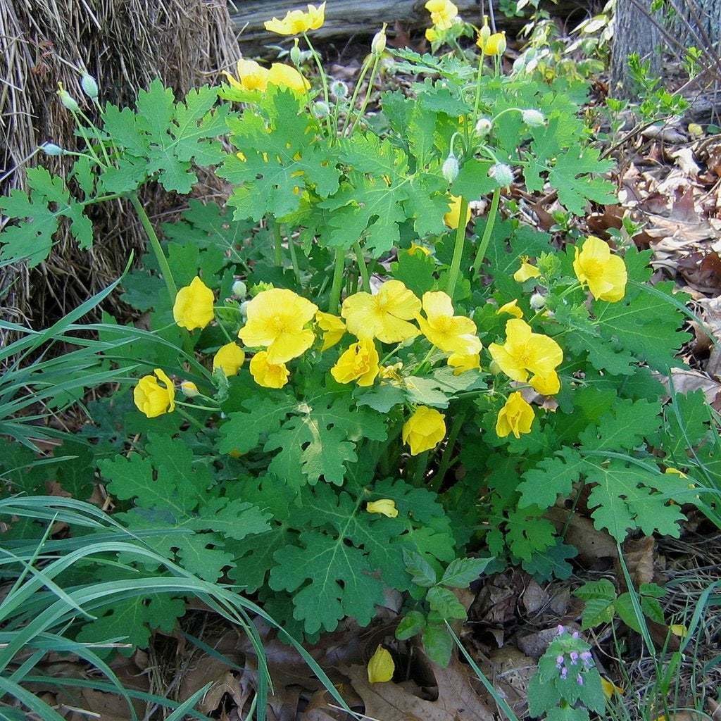Live Plant - 5 Celandine Yellow Poppy Bulbs - Wildflowers - (Stylophorum diphyllum)