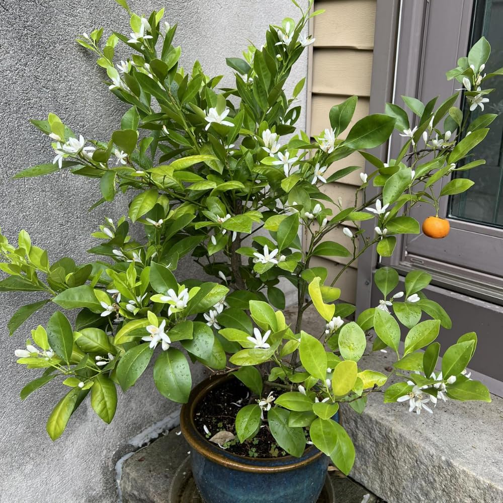 Calamansi Tree Live Plant in 5 Gallon Pot, Large Calamondin Kalamansi Citrus Fruit Tree