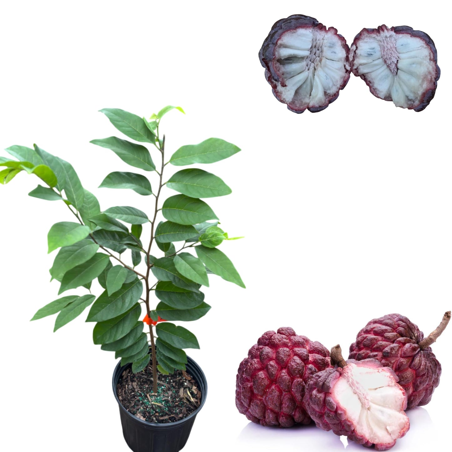 Sugar Apple Tree Live Plant in 3 Gallon Pot, Red Sugar Apple Plant Live for Planting, Sweet Custard Apple Fruit Tree 2 to 3 Feet Tall, Can't Ship to CA