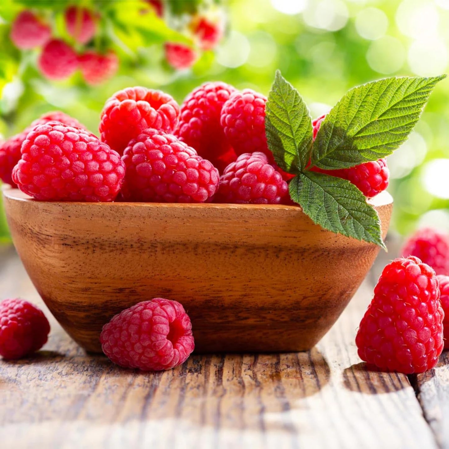4 Mixed Raspberry Plants Live, 5-9 Inch Tall, Raspberry Fruit Trees for Outdoor Growing, Raspberry Seedling