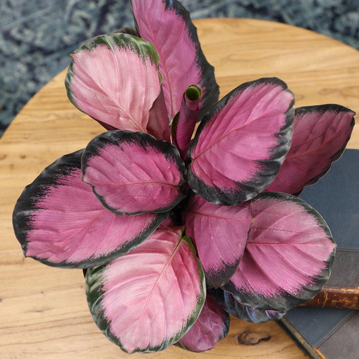 Purple Prayer Plant (Calathea Roseopicta) in 6" Grower Pot, Pet Friendly Houseplant, Live Prayer Plants & Decorative Air Purifying Indoor Houseplants by Plants for Pets