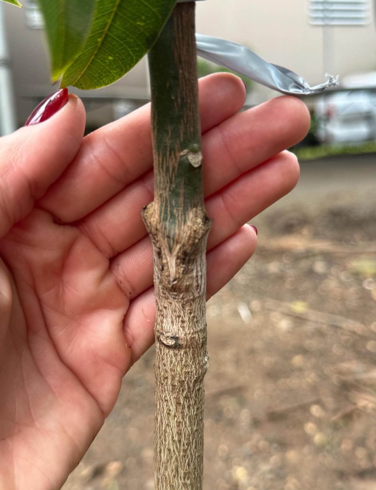 Grafted Mango Miyazaki/Egg of The Sun/Live Tree(2ft) Mangifera Injertado Plant