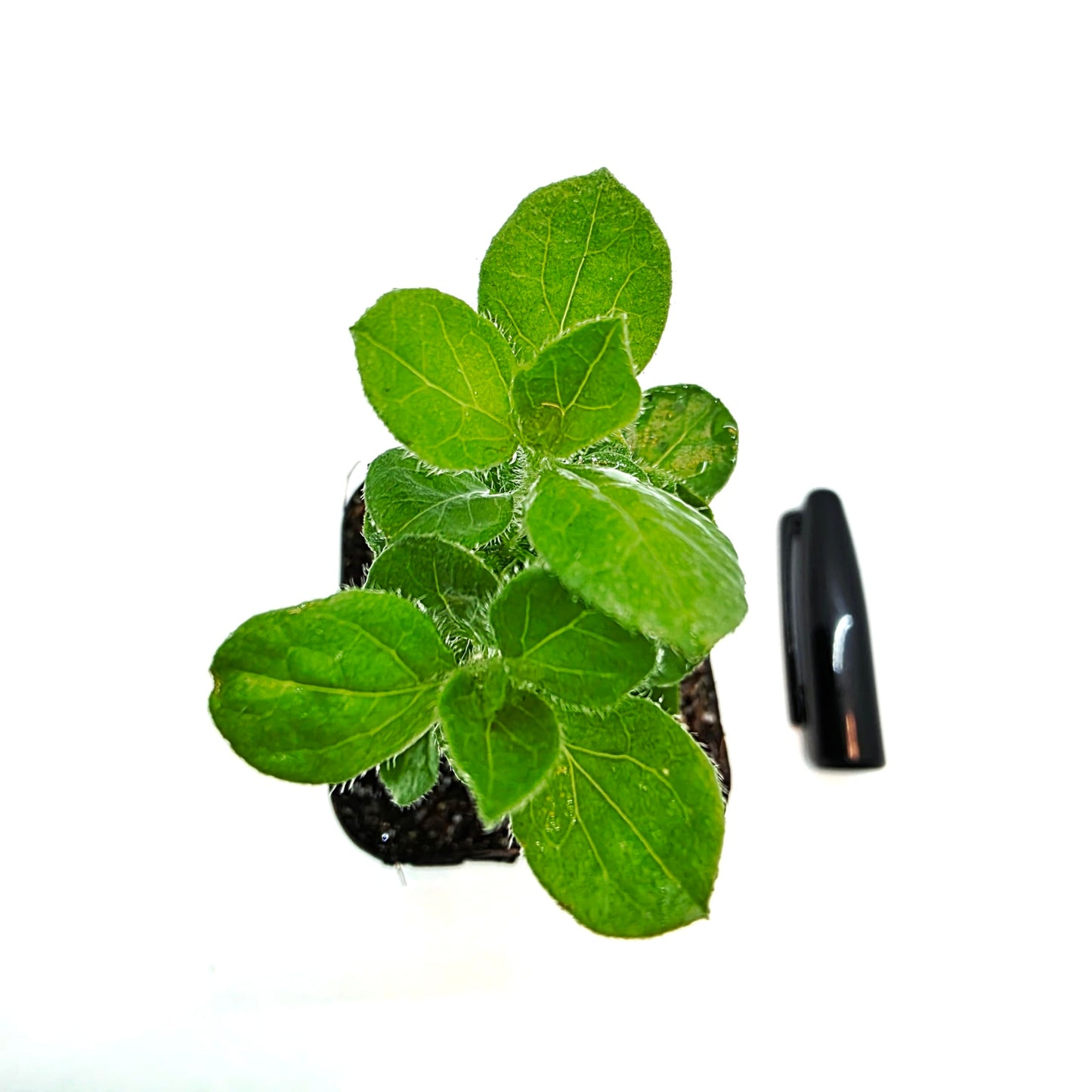 Live Convolvulus Mauritanicus Plant - 2 inch Starter mini Pot - Morning Glory - Low Maintenance, Air Purifying Plant for Home or Office