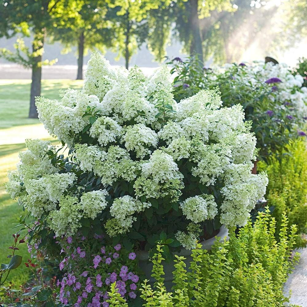 Dwarf White Hydrangea – Compact Sun-Loving Shrub with Bright White Blooms | Outdoor Landscape & Indoor Decorative Plant (3 Gallon/Potted/Set of Two)