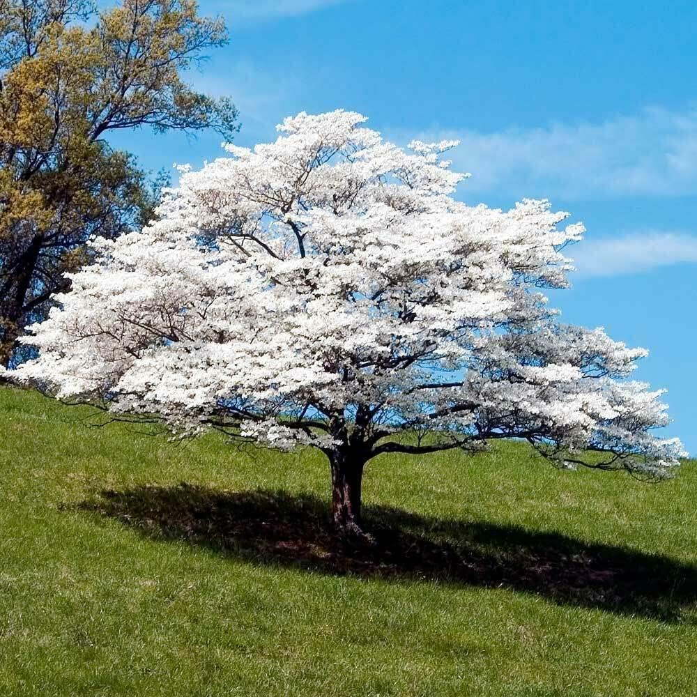 5 White Flowering Dogwood Trees - 10-18" Tall Seedlings - Live Plants/Shrubs - Cornus Florida - (5 Pack)