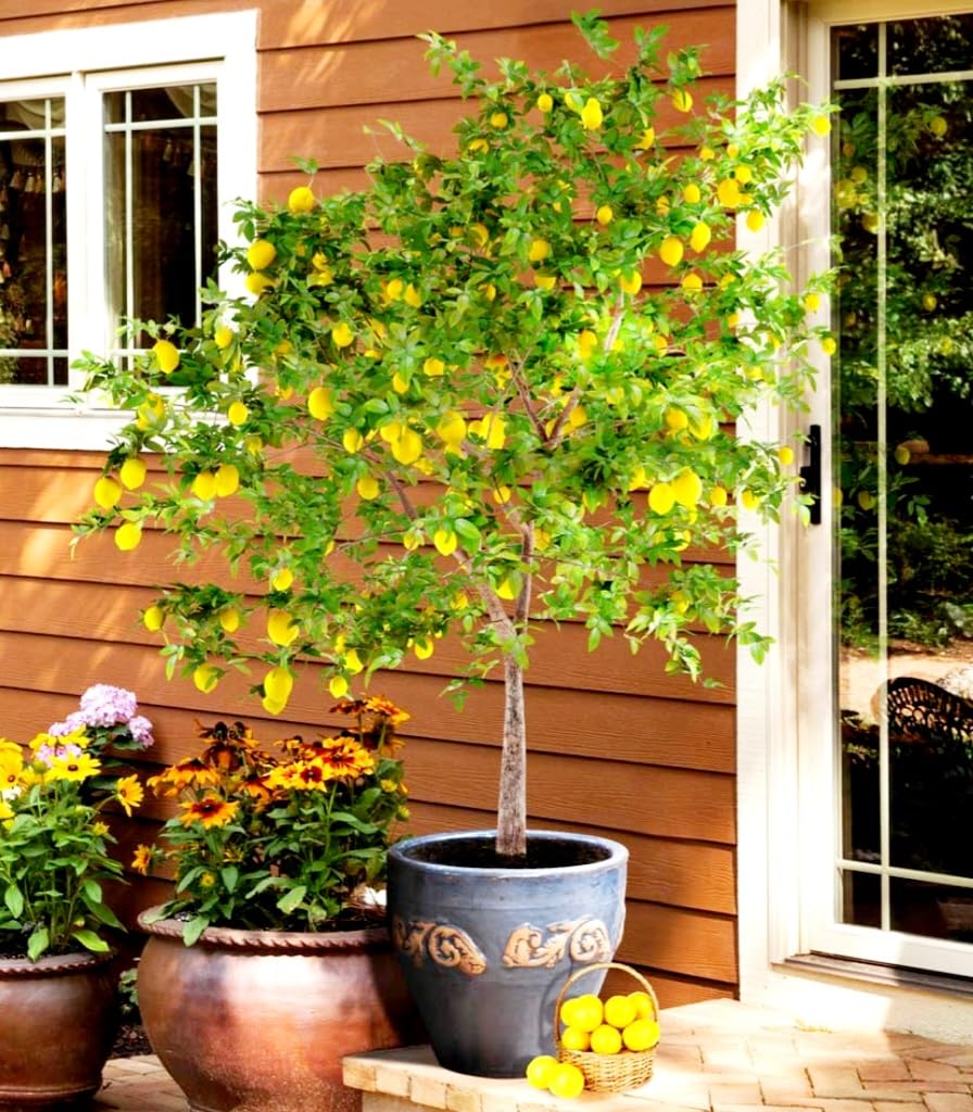 70 Seeds Lemon Trees Dwarf Lemon Bonsai. Perfume Lemon All-in-One Citrus Tree for Patio