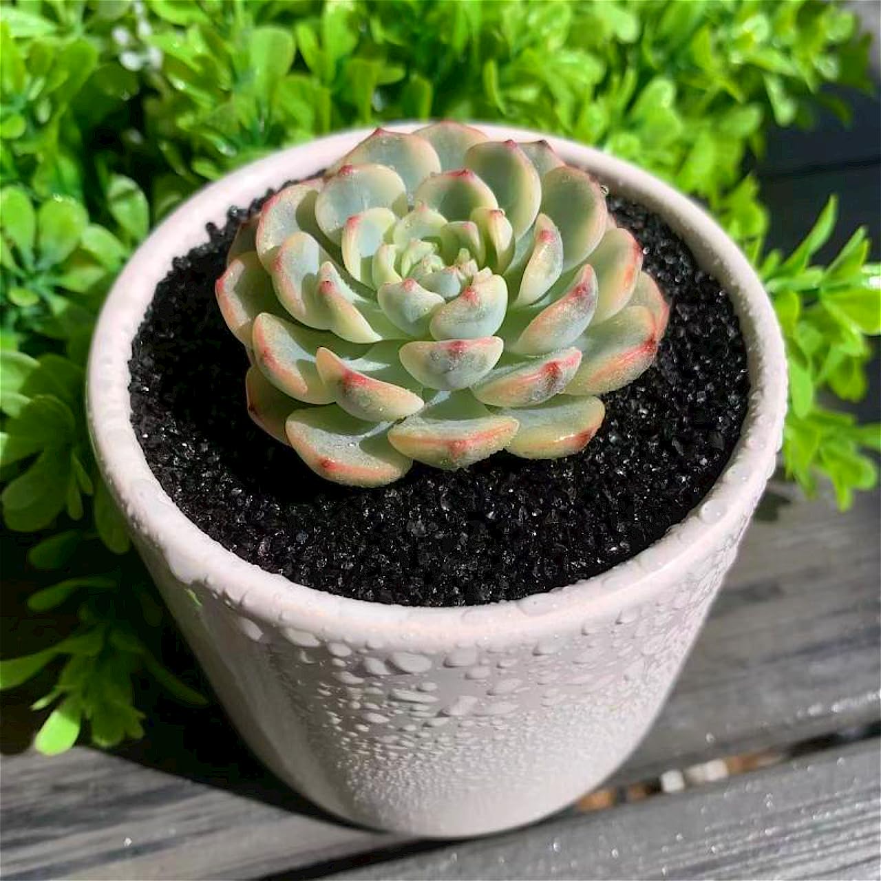 Echeveria Minima Rare Live Succulent Plants, Variegated 1 Head Pot Size 2.5" Orange Live Plant, Excludes Pot & Soil, Garden Indoor Office Desk, Party Baby Shower Decor, Gift for Plant Enthusiasts