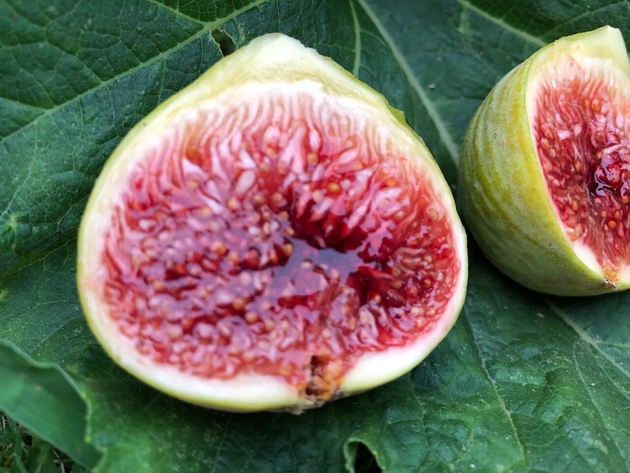Live Plant - Fig Tree cuttings White Adriatic