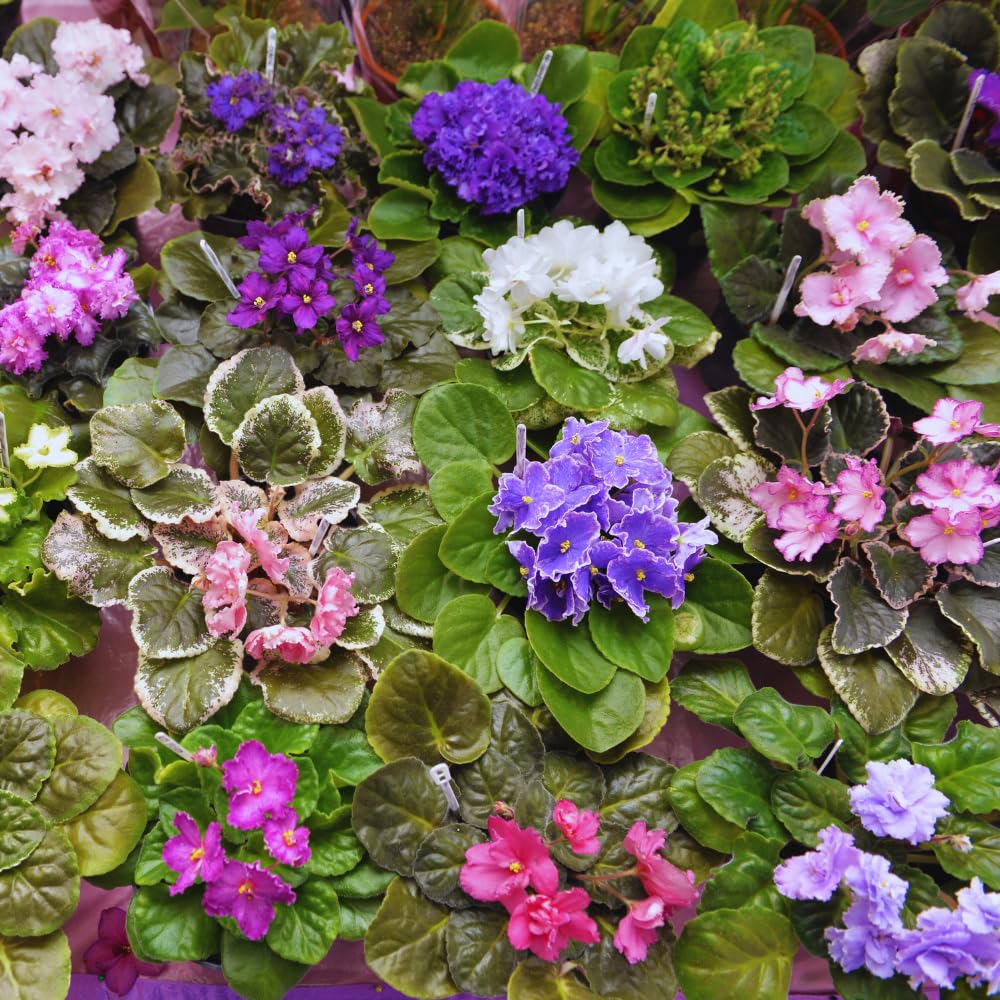 One Random African Violets Live Plant, African Violet Plant, House Plant Flower Home Decoration, 4 Inc Pot