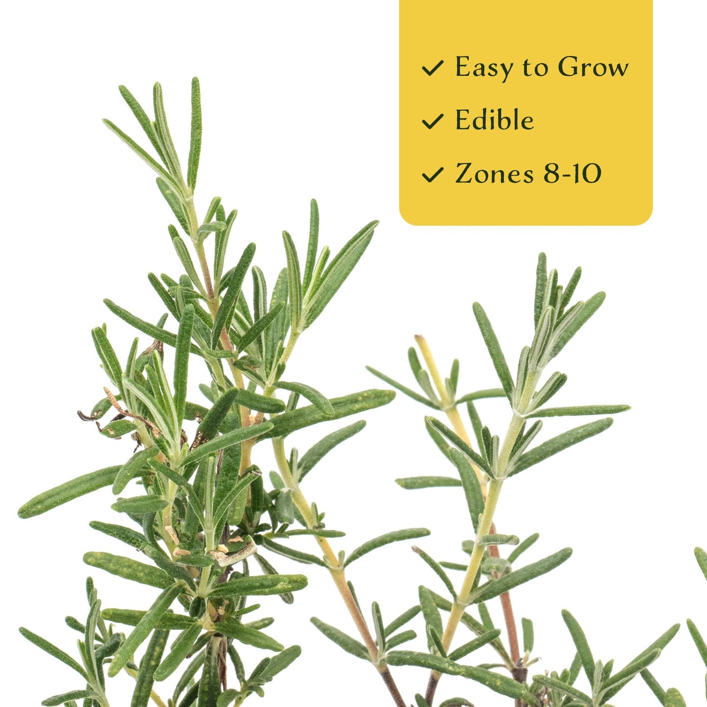 2 Ken Taylor Rosemary in 3.5" Nursery Cubes | Rosmarinus officinalis ‘Ken Taylor’ | Fragrant Evergreen Herb for Cooking, Gardens & Containers | Ready-to-Plant Live Plants
