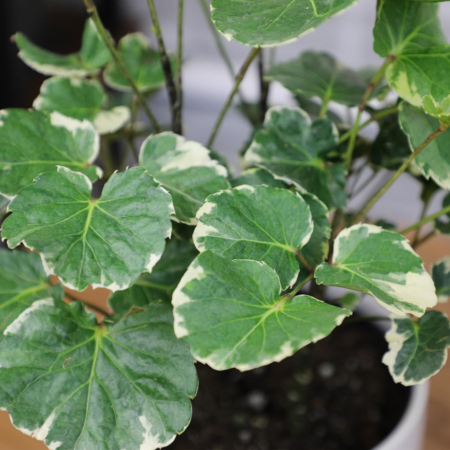 Dinner Plate Variegated Aralia Balfouriana in 6" Grower Pot, Rare Live Houseplant, Easy Care Plant for Home or Office by Plants for Pets