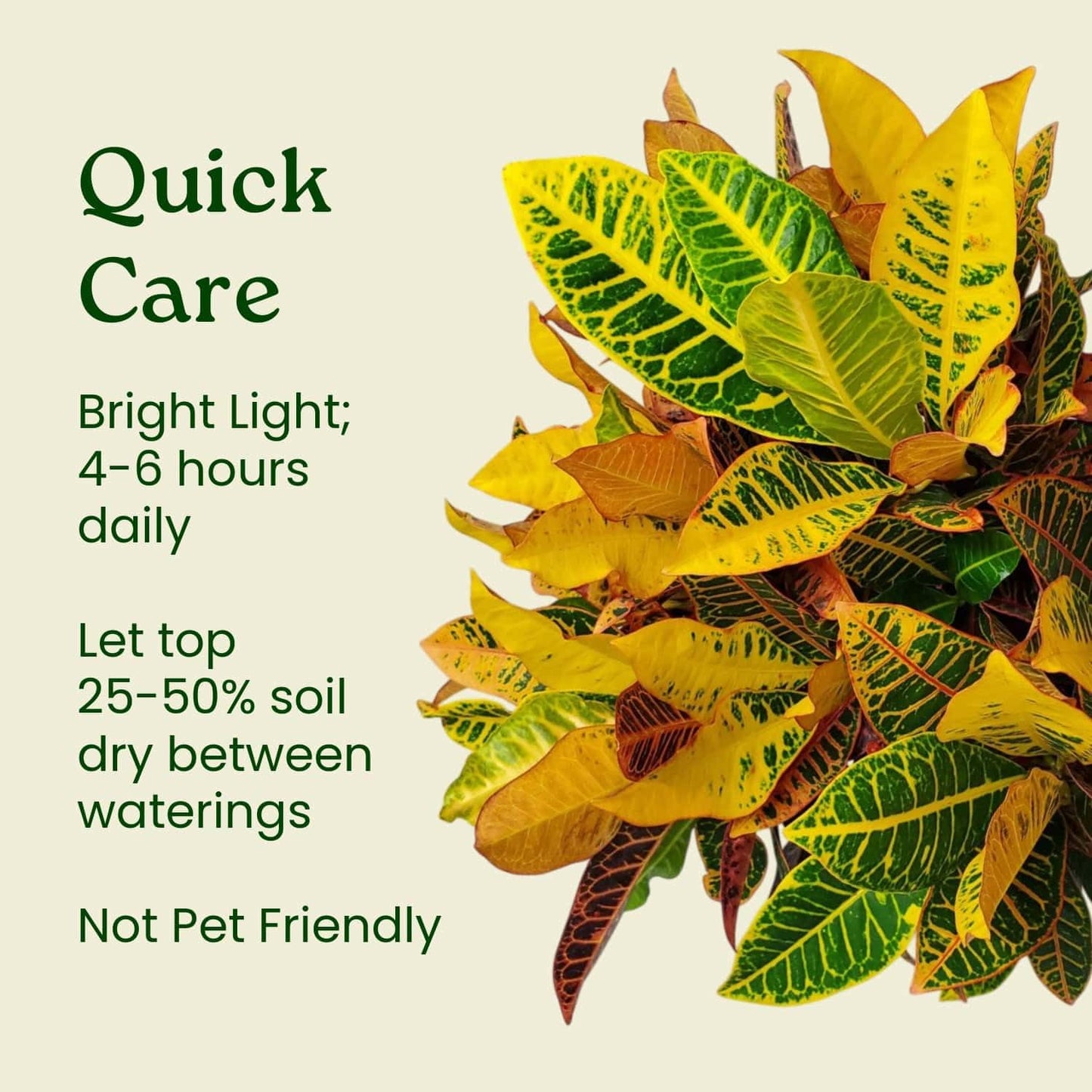 Croton Petra Plant - Tropical Foliage Plant Live - Overall Height 20" to 24" - Tropical Plants of Florida
