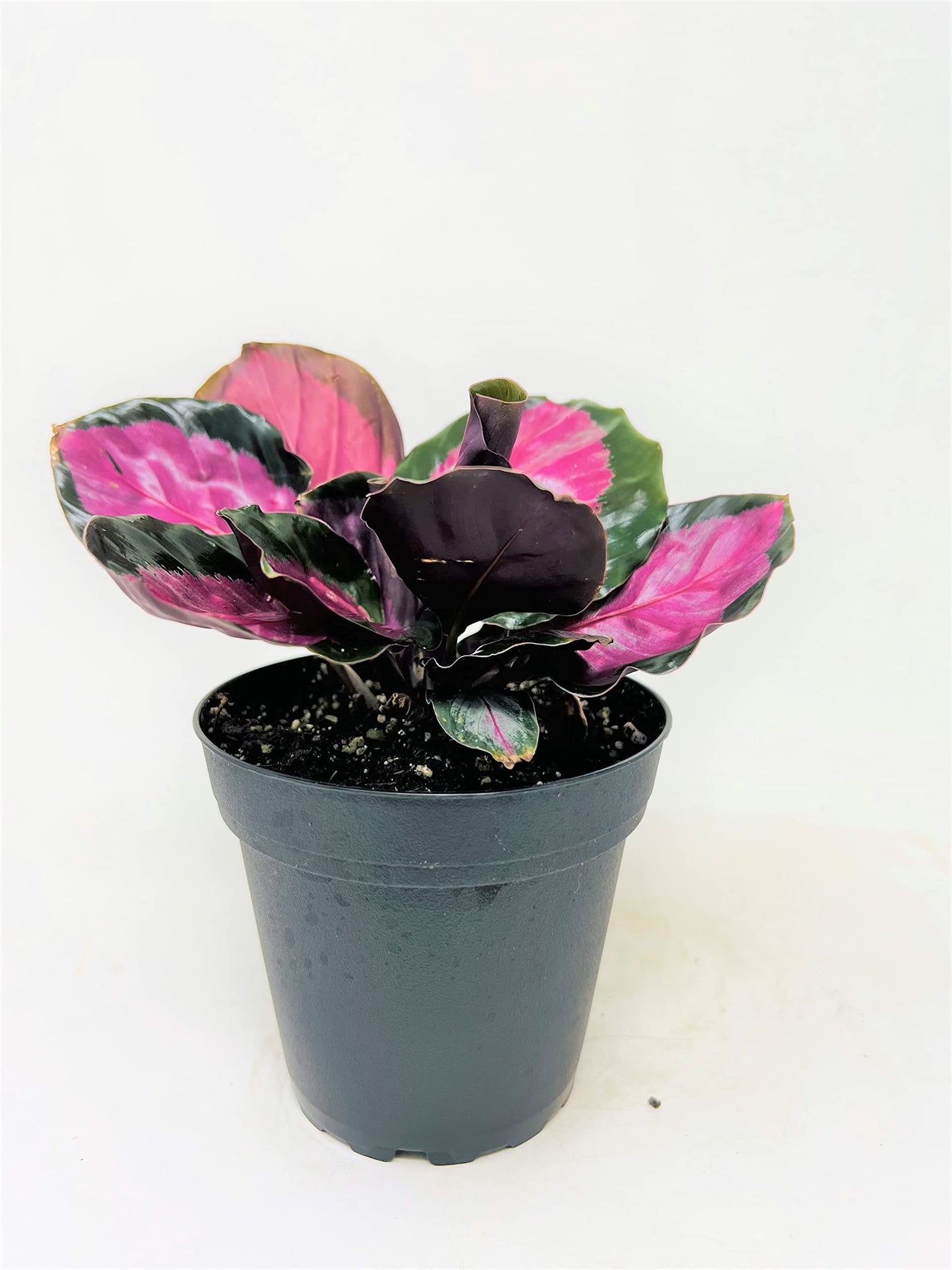 JM BAMBOO Calathea Roseopicta Rosy 4inch Growing Pot -by JMBamboo