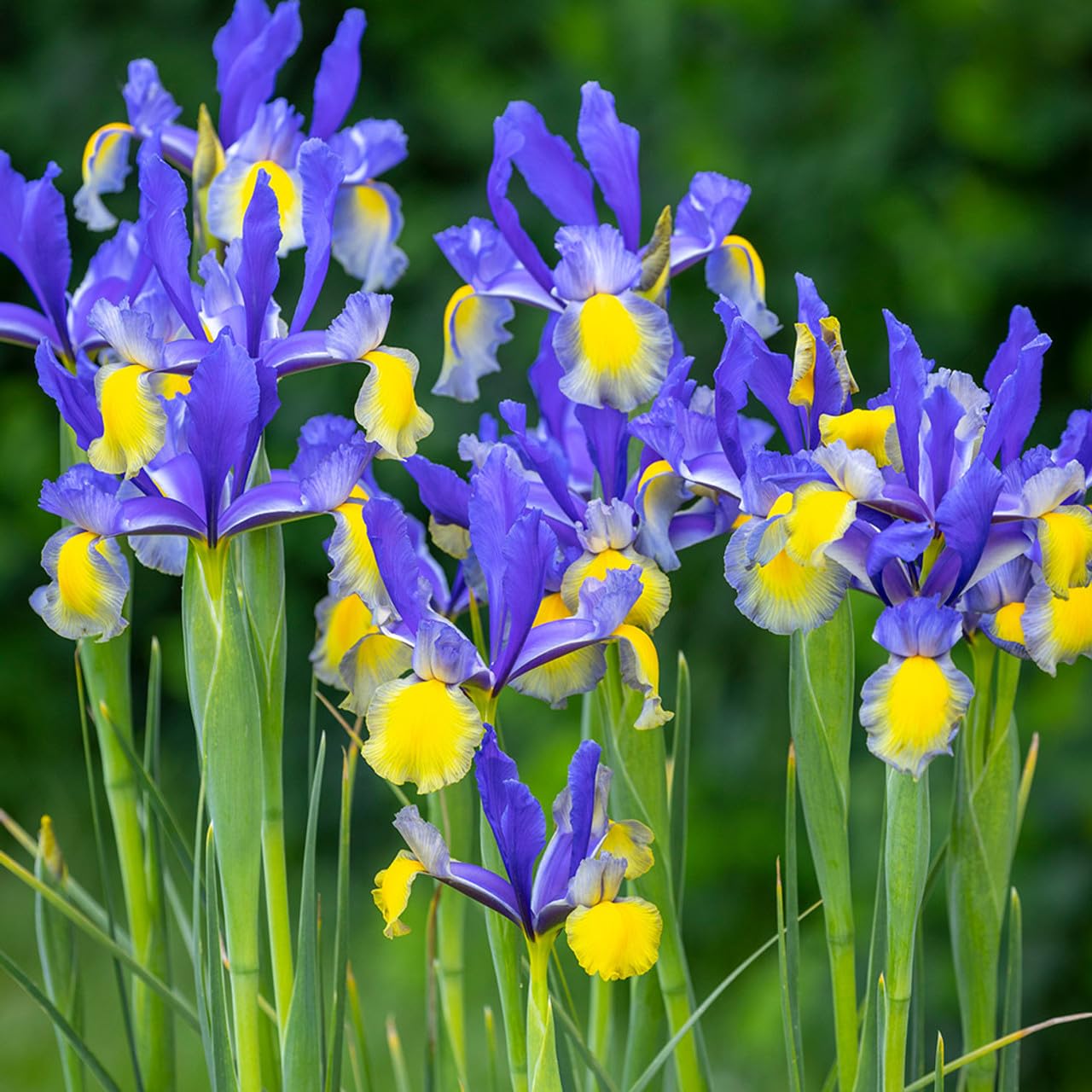 Votaniki Miss Saigon Dutch Iris - Long Lasting Blooms, Spring & Summer Blooming Perennials | Iris Hollandica 'Miss Saigon' Bulbs for Planting - Easy to Grow (12 Pack)