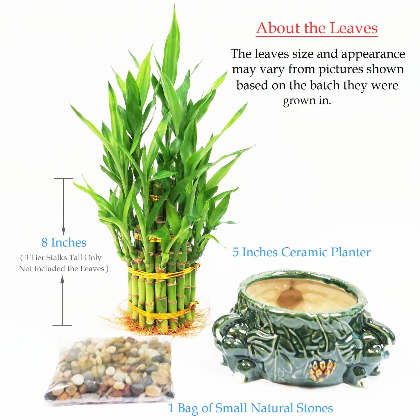 Athena’s Garden Lucky Bamboo Indoor Live Plant 3 Tier Tower Fresh Plant in Ceramic Planter (Elephant)