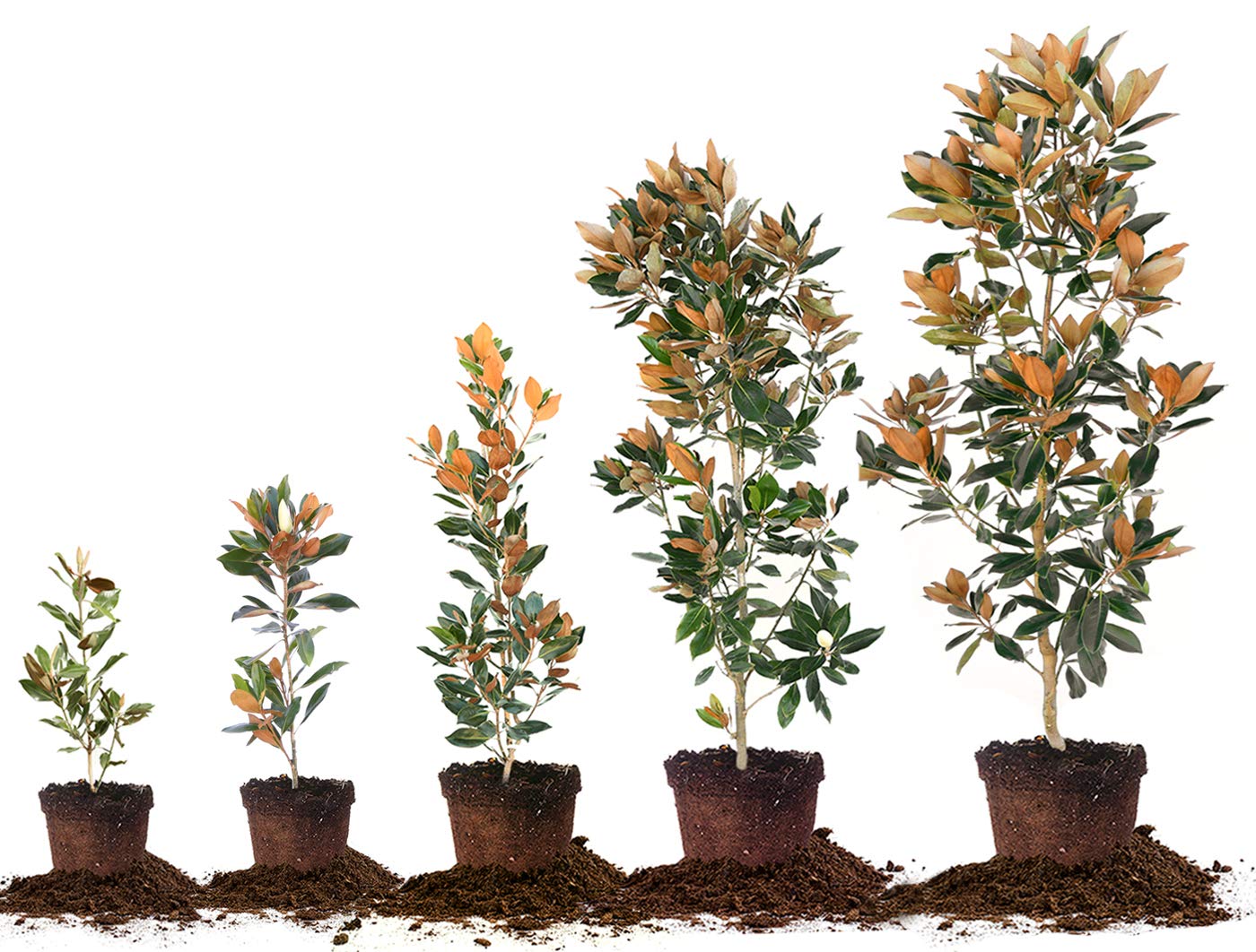 Perfect Plants Little Gem Magnolia Live Plant, 4-5', Includes Care Guide