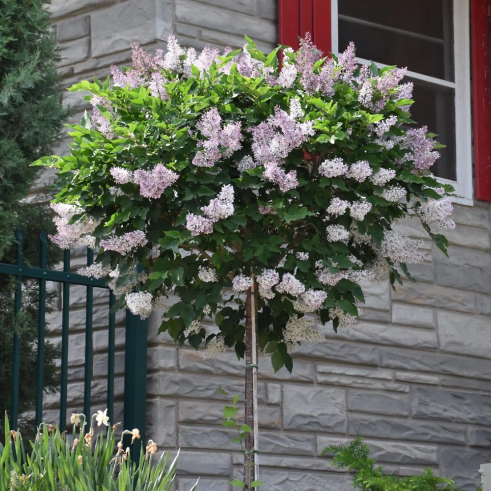 Lilac Live Plant in Pot, Hardy Shrub with Reblooming Blossoms, 1-2 Year Old Plant, Dormant in Winter, Fragrant Flowers (Lavender Lilac)