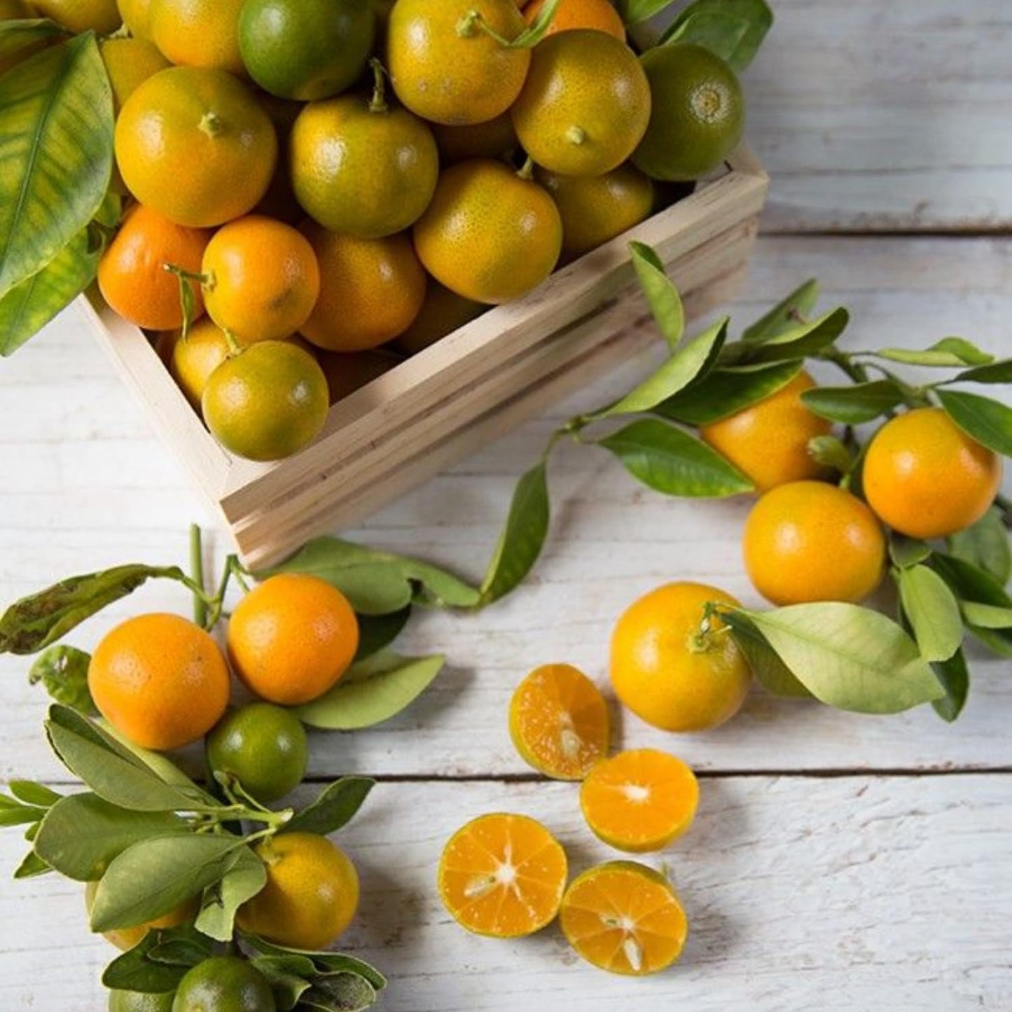 Calamansi Tree Live Plant, Calamondin Citrus Tree, Fruit Bearing Already, 2-3 Feet Tall in 3 Gallon Pot, Indoor Outdoor Planting