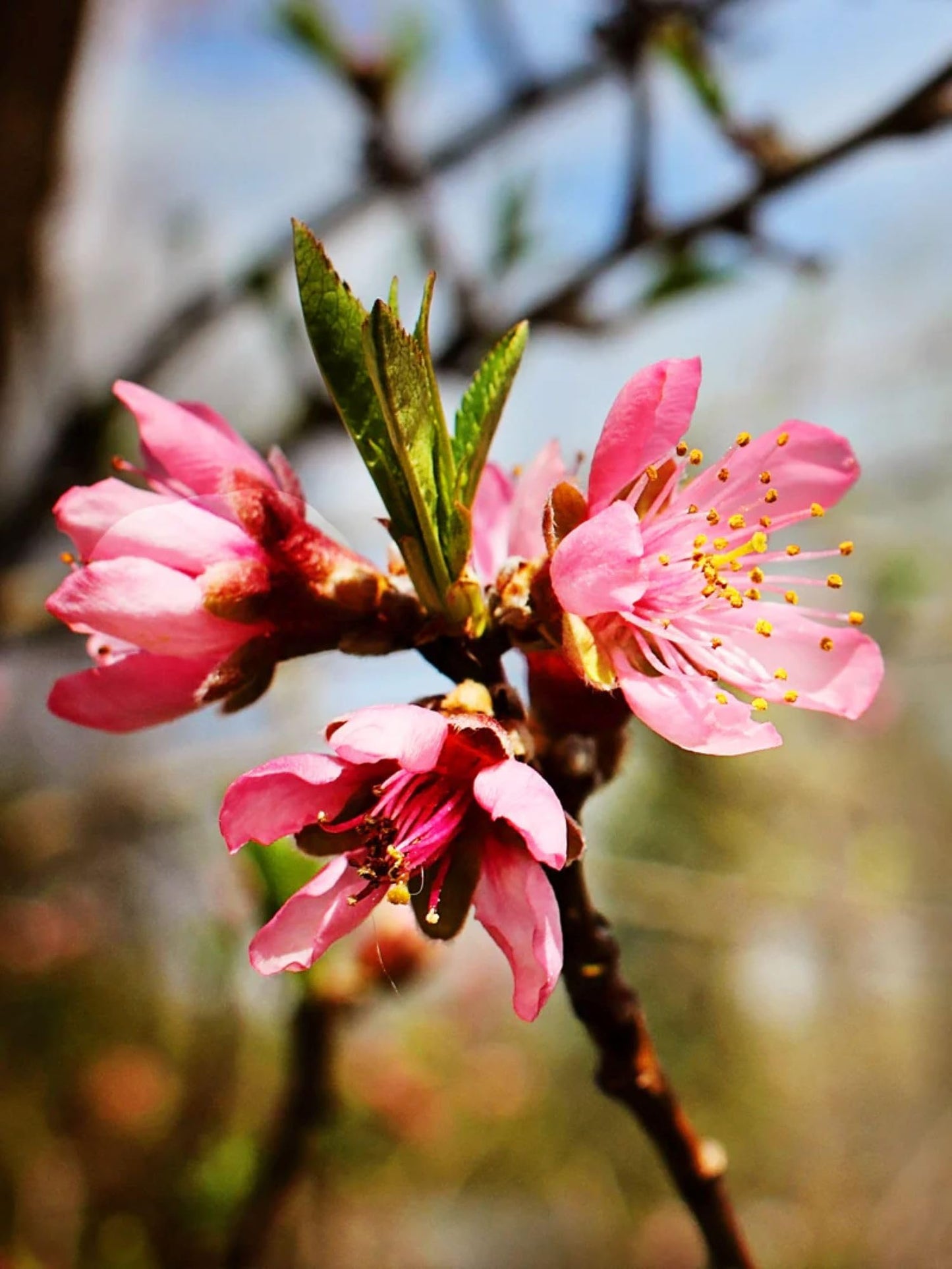 American Plant Exchange Peach Tree 'Belle of Georgia' – 5-Gallon Pot – Live Fruit-Bearing Tree, Cold-Hardy, Sweet & Juicy White Peach Harvest for Home Orchards, Gardens & Edible Landscapes