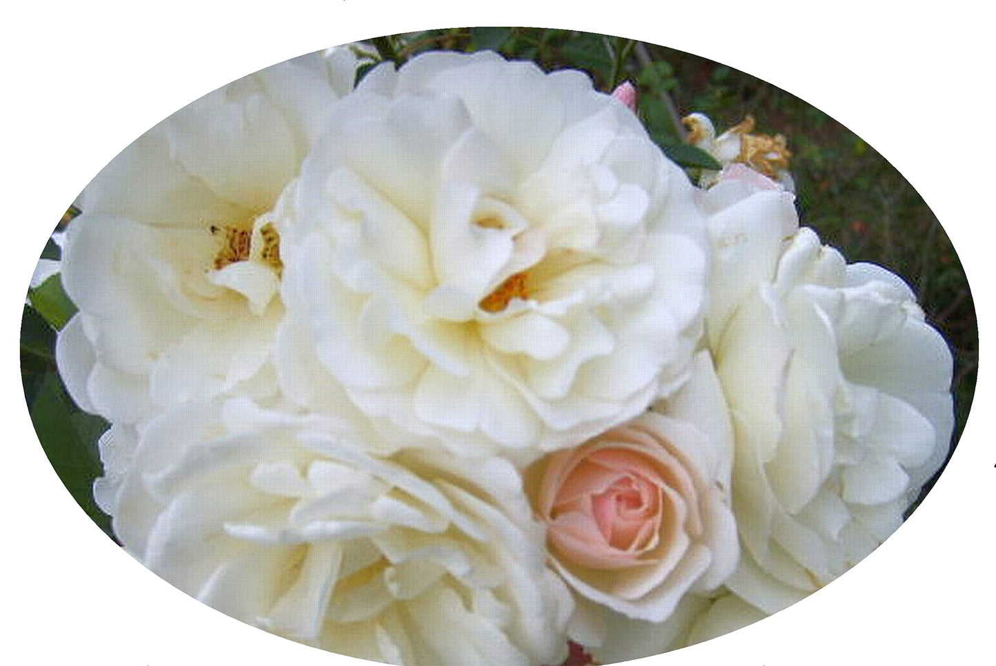 Prom Queen Climbing Rose - Antique Heirloom Rosa Hybrid - Live Plant - Perpetual Fragrant Double White Pink Flower - Emerald's - Starter Size - 4 Inch Pot
