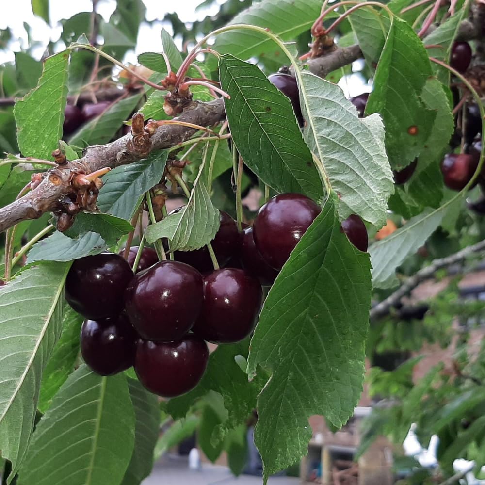 Set 2 Black Cherry Trees Live Plant, Sweet Cherry Plant Live, Wild Black Cherry Tree Plant from 1 Feet Tall