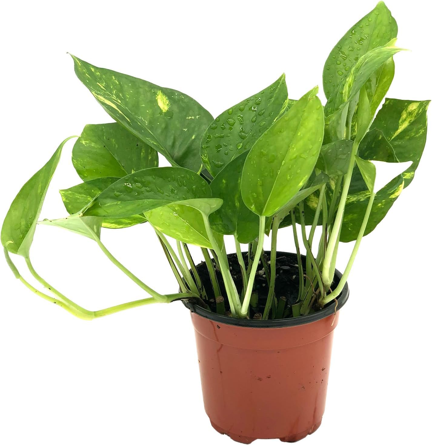 Live Pothos Plant - Epipremnum aureus Golden Pothos Plant - ragnaroc Tropical Plant 5-8” Tall - 2ct Live Arrival Guaranteed - Low Maintenance House Plants for Home Decor & Gift
