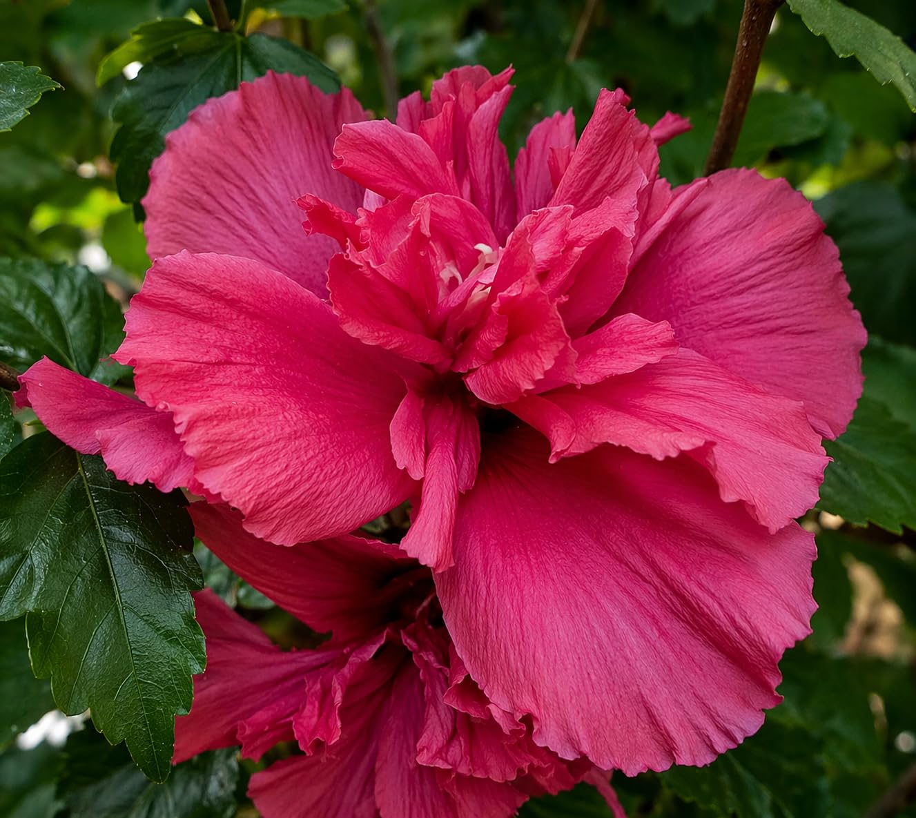 Red Lucy Rose of Sharon Hibiscus (Althea) Shrub - 10-18" Tall Live Plant - Quart Pot - Flowering Bush/Tree Seedling - Hibiscus syriacus 'Lucy'