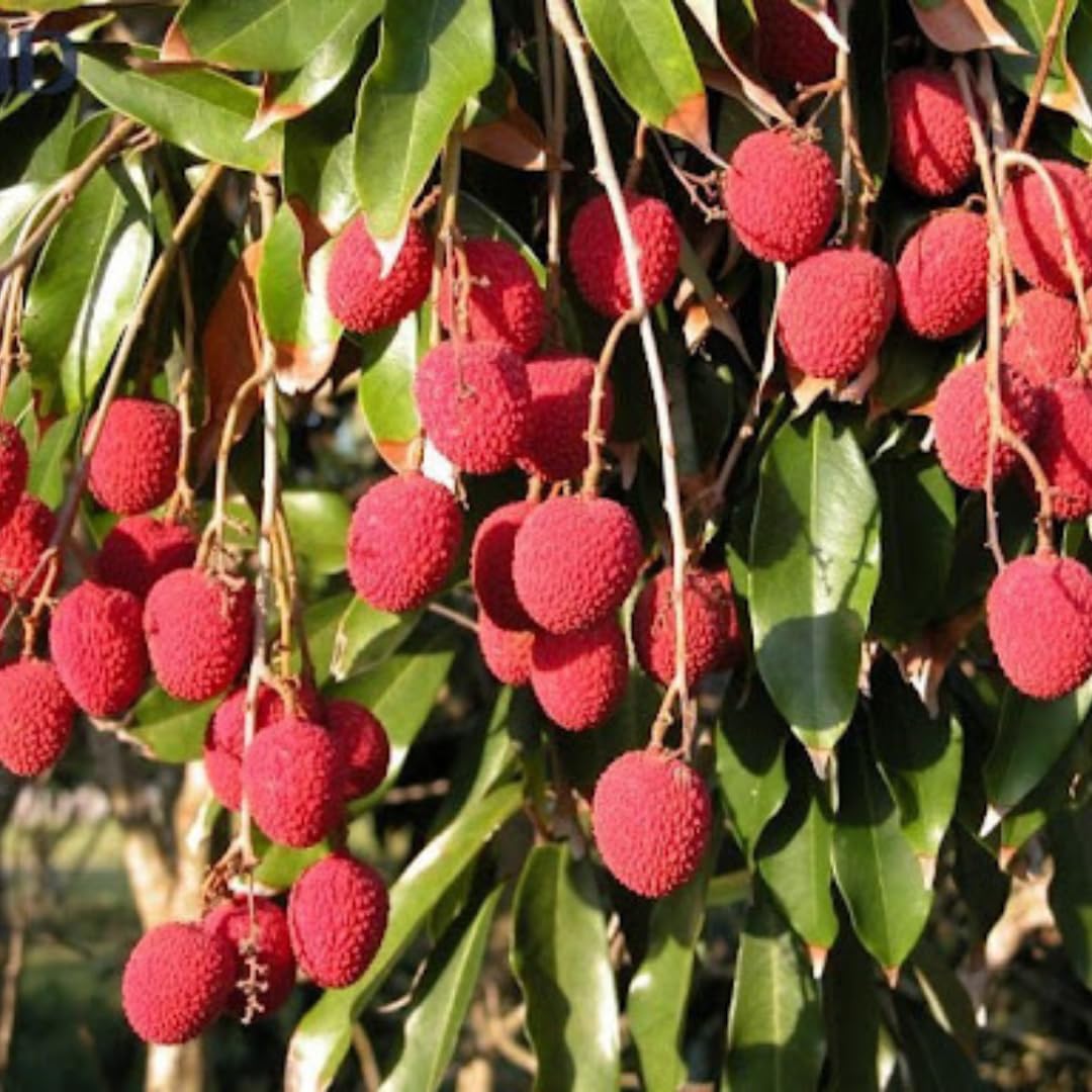 Live Sweetheart Lychee Fruit Tree, Perennial Tropical Lychee Fruit Trees, 3-4 Feet Tall in 3 Gallon Pot for Oudoor Garden, No Ship to CA
