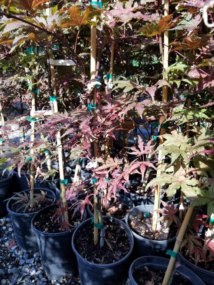 Live Plant - Purple Ghost Japanese Maple Tree - Live Plant - (2.5 Qt)