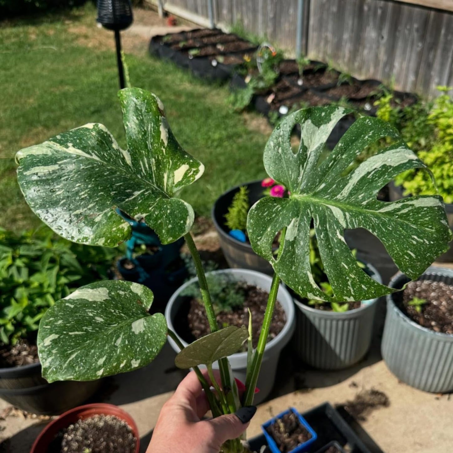 Rare Monstera Constellation Plant Live, Variegated Monstera Constellation Plant, 4–6 Inch Height, Philodendron Indoor Houseplant