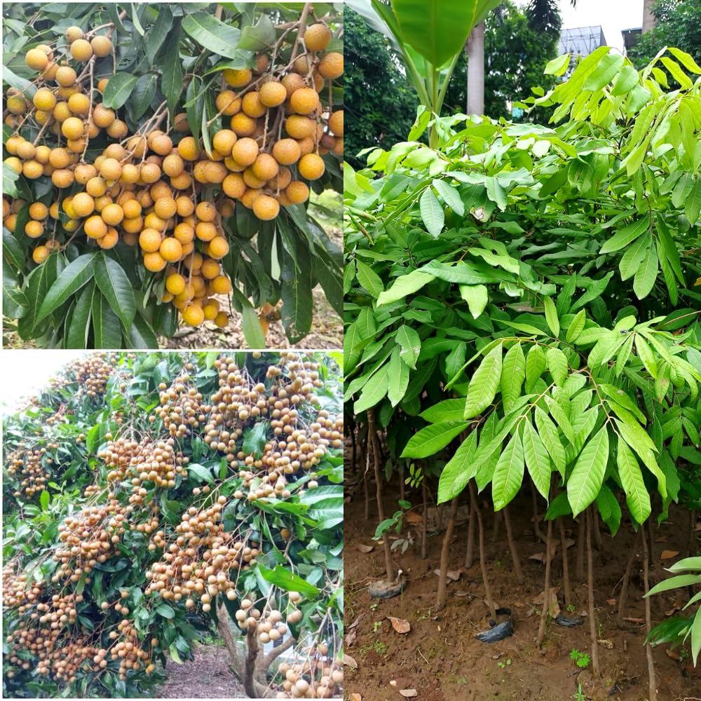 Tropical Longan Tree Live Plant, 1 Year Old Tree, 8-10 Inches Tall in 4 Inch Pot, Well-Rooted Fast-Growing Fruit Tree for Zones 9-11 Outdoor Spring Planting