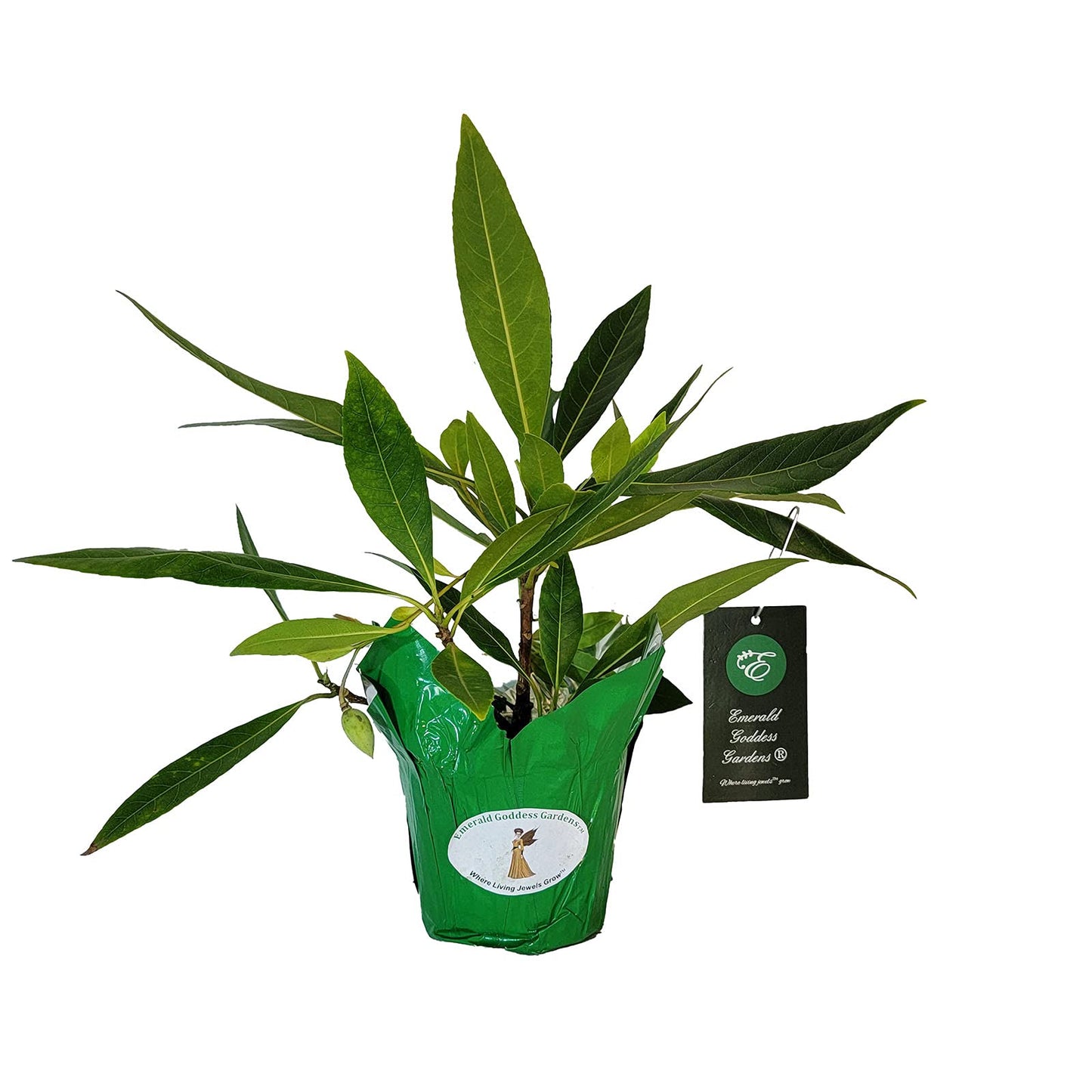 Fairy Petticoat - Elaeocarpus grandiflorus - Live Tree Plant - Unusual Fringed Pink White Flower - Emerald Goddess Gardens - Starter Sz 4 Inch Pot