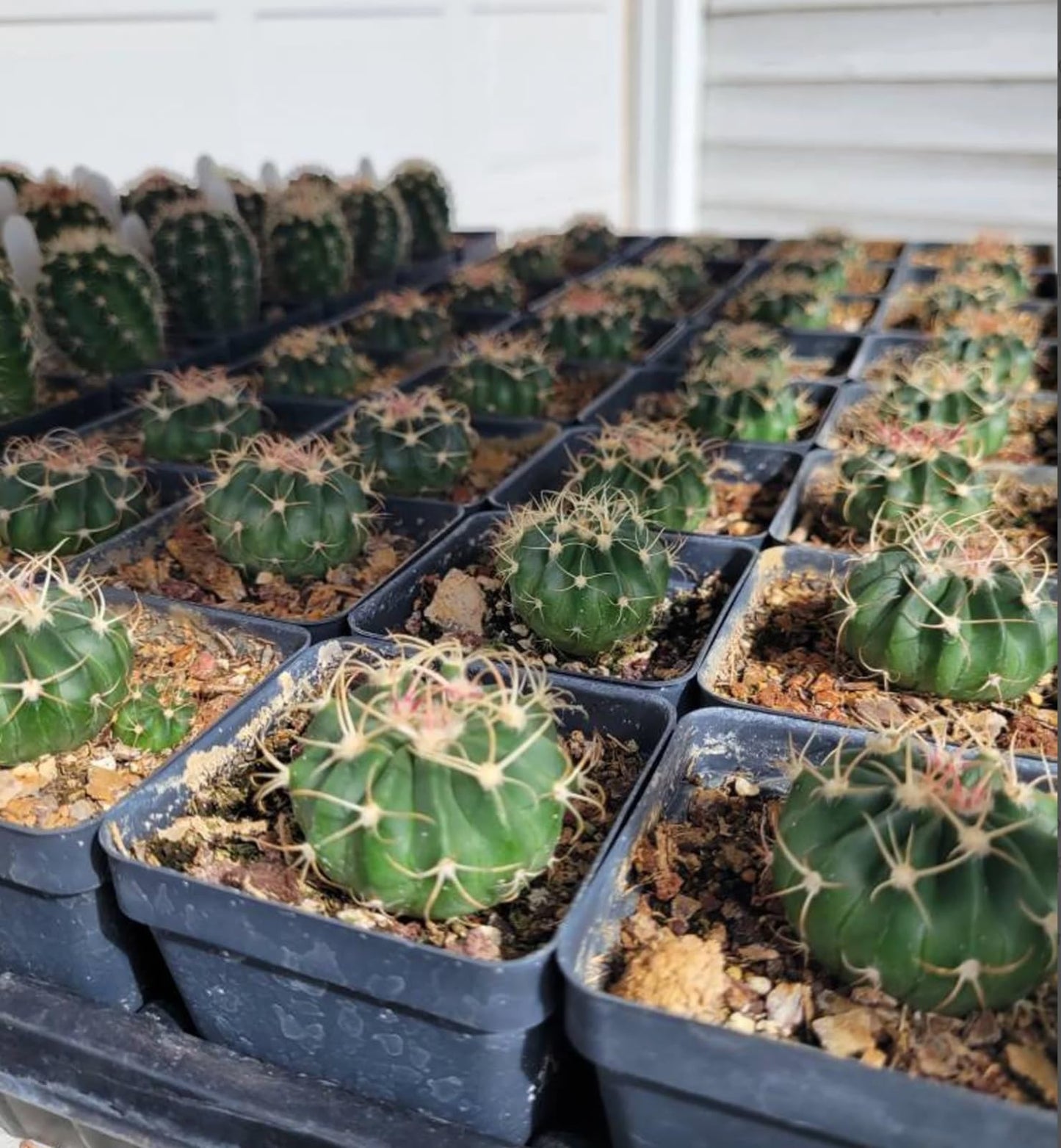 Horse Crippler Cactus (Echinocactus texensis) - Large - Live Plant - Cold Hardy - Pale Pink Flowers