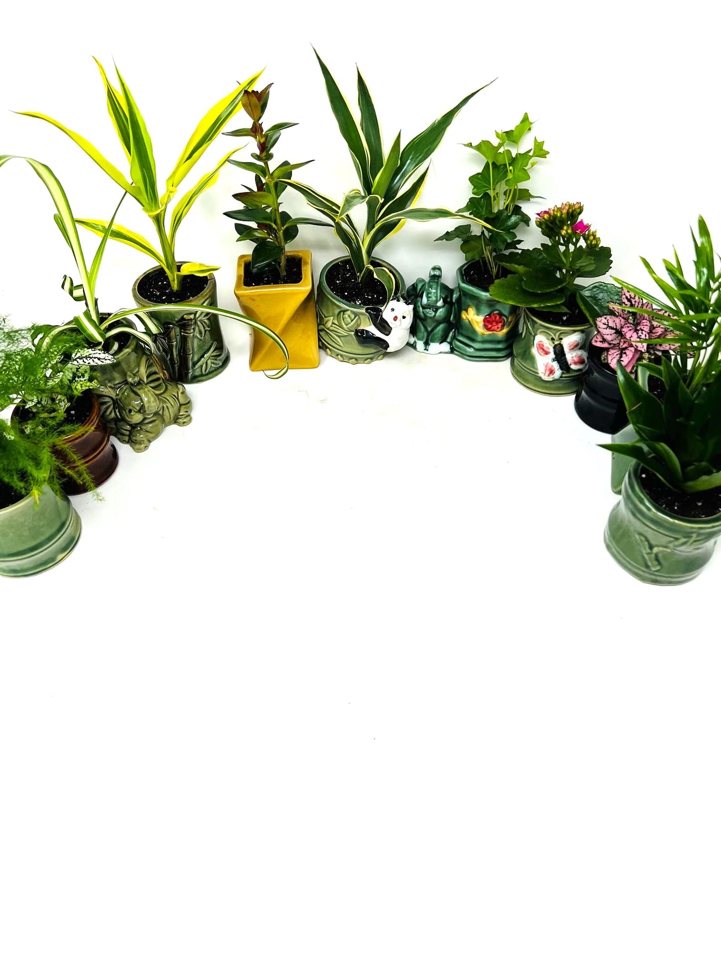 JM BAMBOO Easy to Care Plant Collection- 3 Plants 2'' Ceramic pots -Live Houseplants