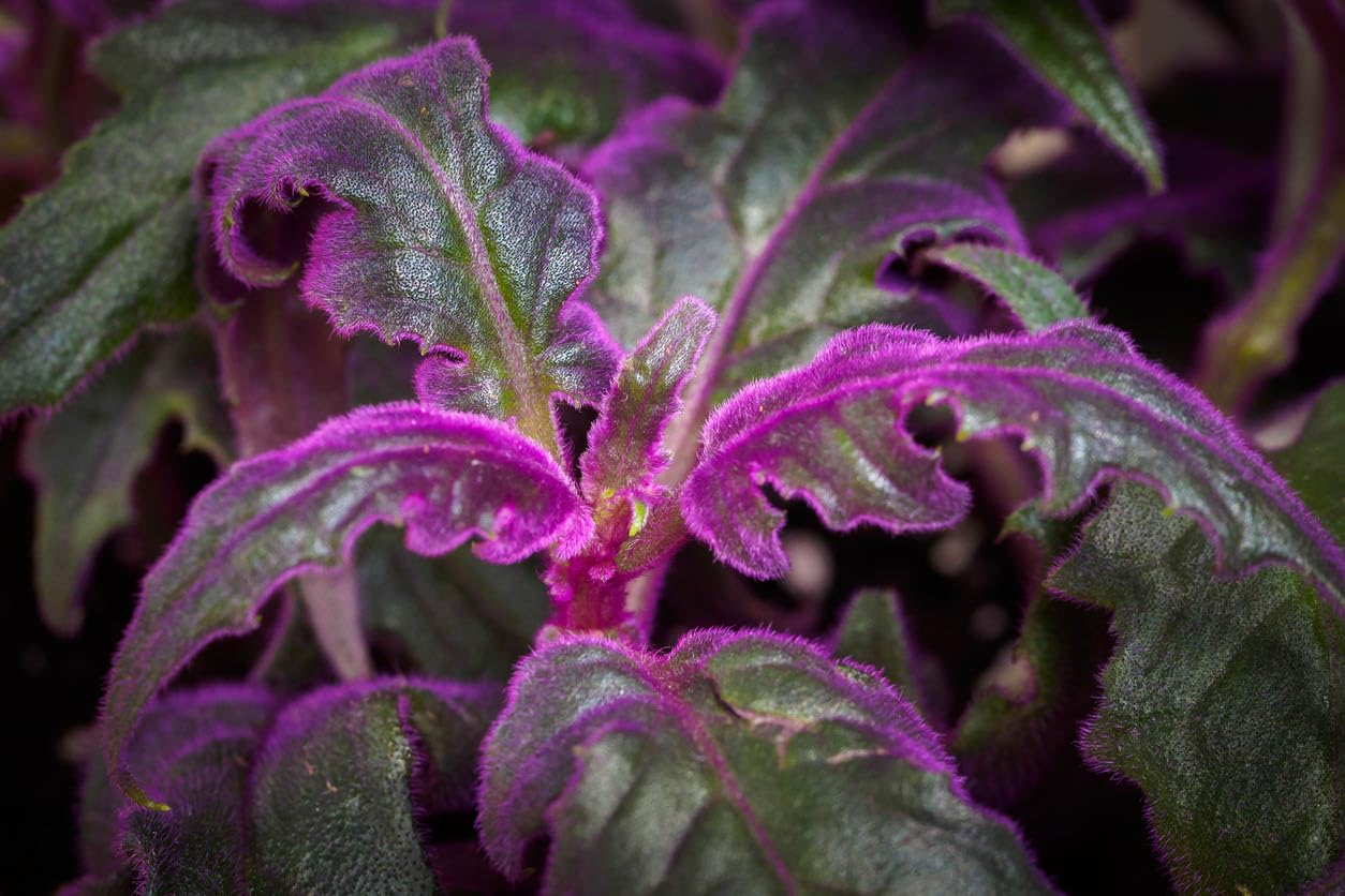 Purple Passion Plant - Royal Velvet - 1 Live Starter Plant - Gynura Aurantica - Beautiful Textured Colorful Foliage Indoor Houseplant