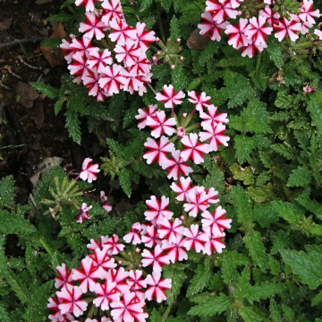 Pack 2 Bicolor Perennial Verbena Plants, Red White Verbena Live Plants, Verbena Flower Trailing Plants Live for Planting, Verbena Plants in Zones 7 to 11