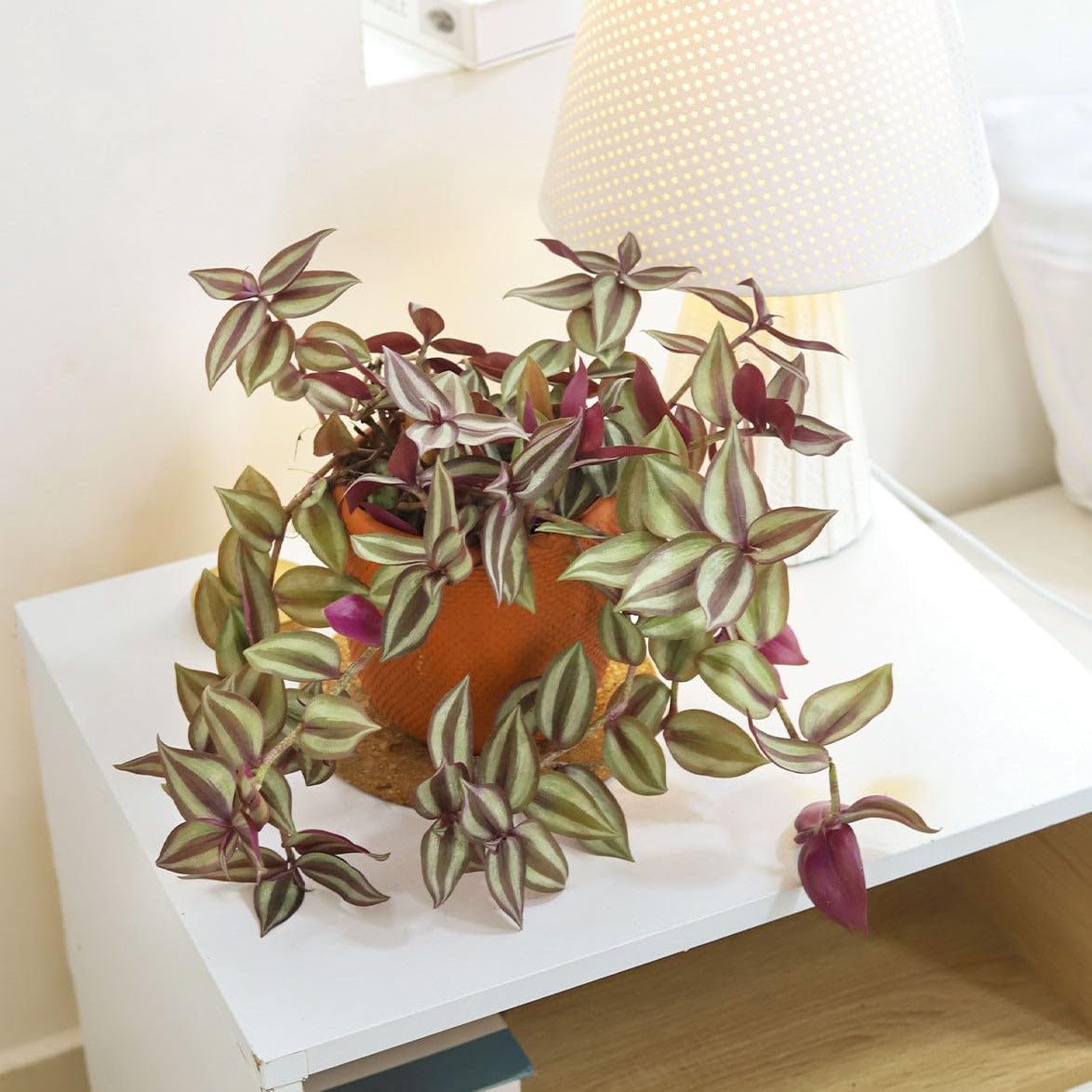 Tradescantia Zebrina 'Wandering Dude' (4 inch) - Air-Purifying Houseplants - 4/6 inch Unique Live Decorative Houseplants - Low-Maintenance Indoor Plants, House Warming Gift, Natural Air Purifier