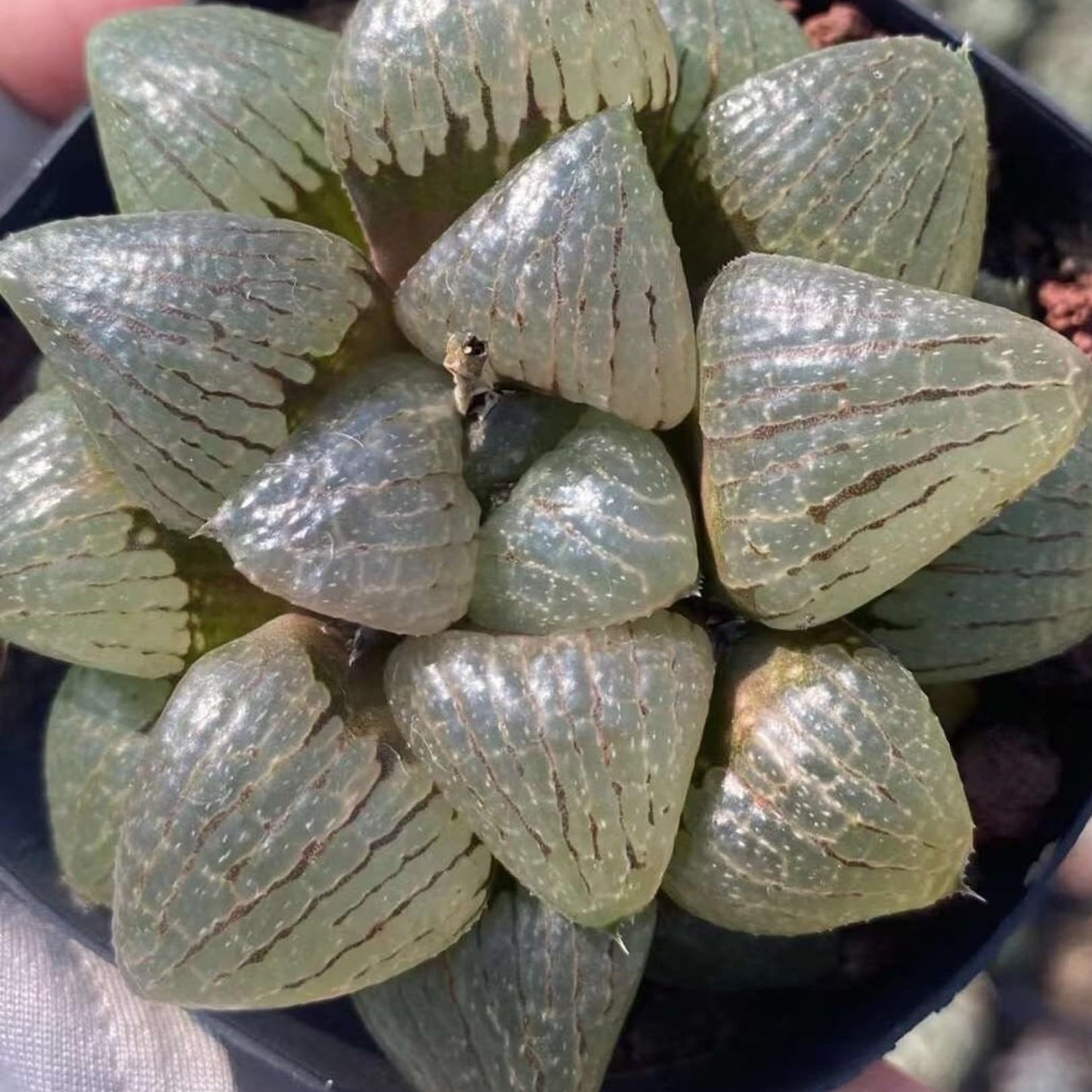 Rare Haworthia Emelyae VAR. Comptoniana Oyayubihime - Succulent Plants β Unique Varieties | Live Indoor Plants | Low-Maintenance | Great for Collectors, Home, Office, and Gifts