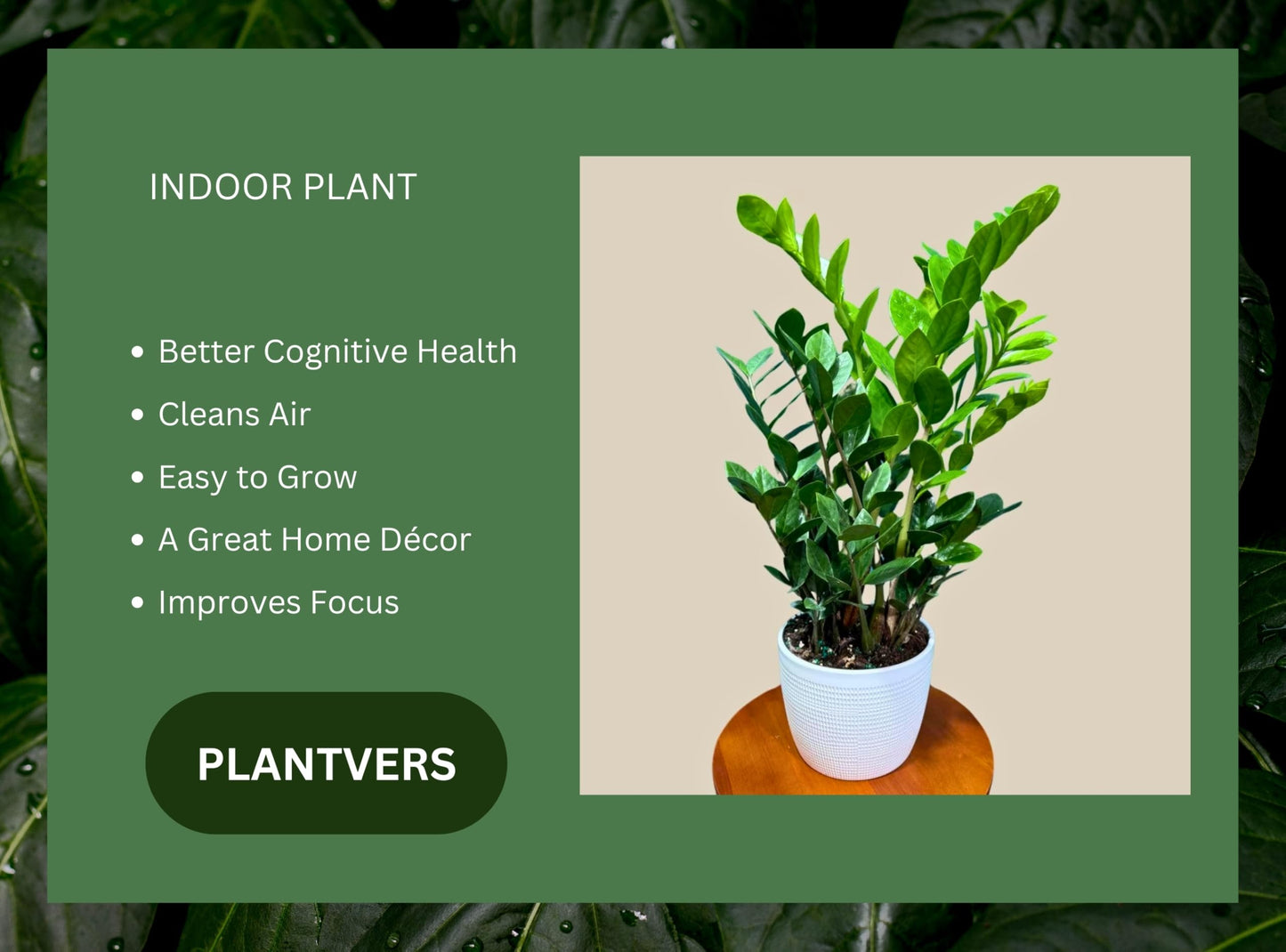 PLANTVERS Green ZZ Plant – Zamioculcas Zamiifolia | Hardy Tropical Foliage with Upright Glossy Leaves | Low-Light Tolerant & Easy Care for Home or Office Display (6" Grow Pot)