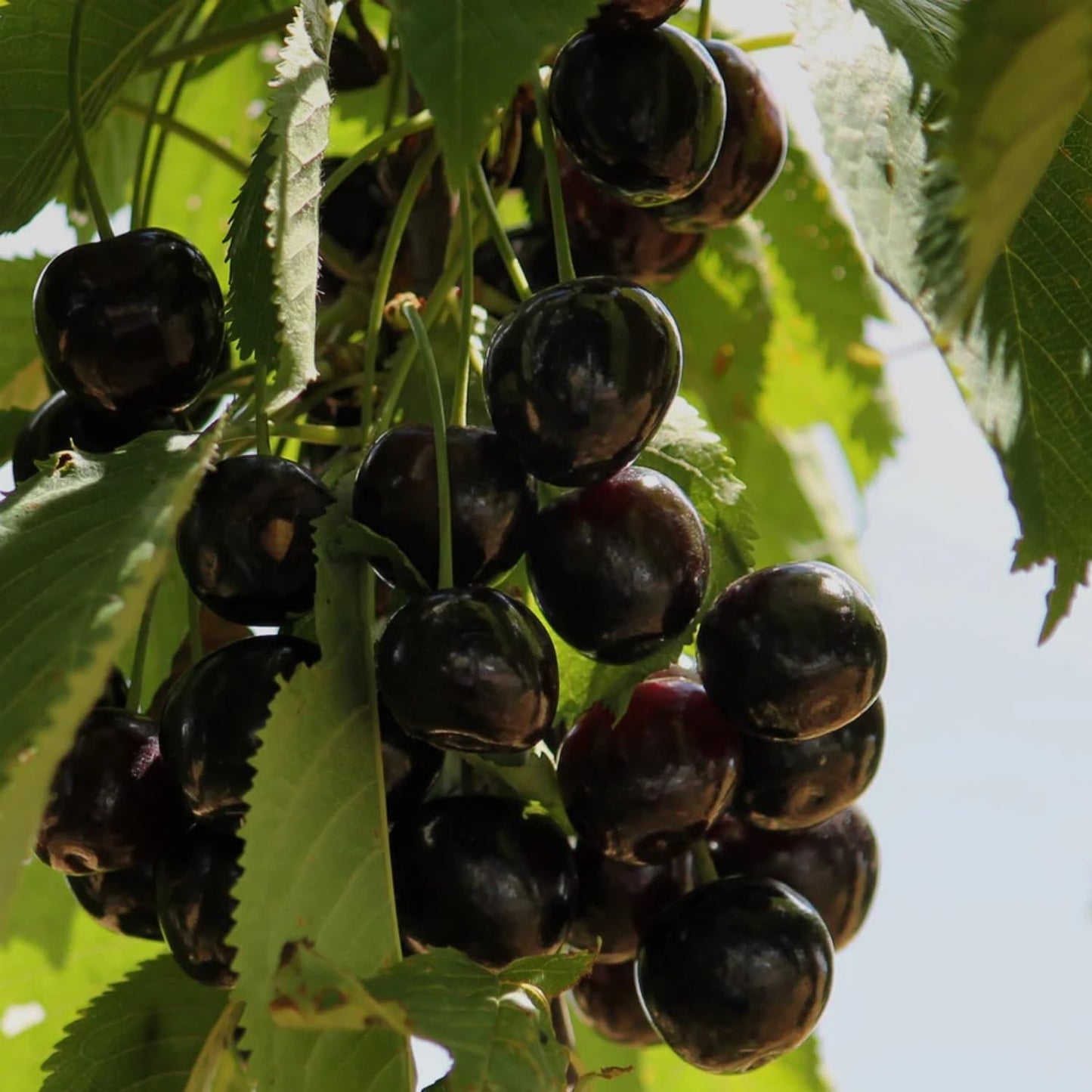 30+ Cherry Tree Seeds for Planting, Heirloom & Non-GMO Sweet Juicy Fruits Outdoor Garden Planting Great Gardening Gift