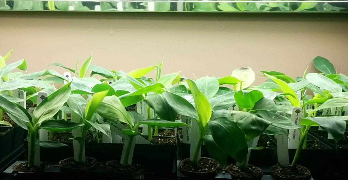 Banana Plants Dwarf Cavendish Includes Four (4) Plants