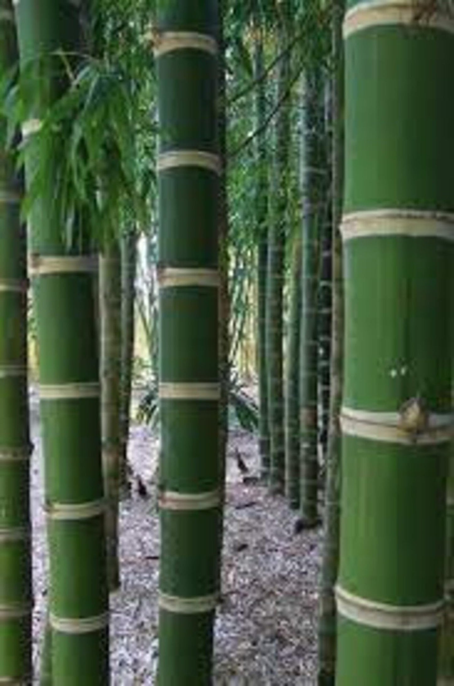 50 Guadua Bamboo Seeds Perennial Ornamental Seed Privacy
