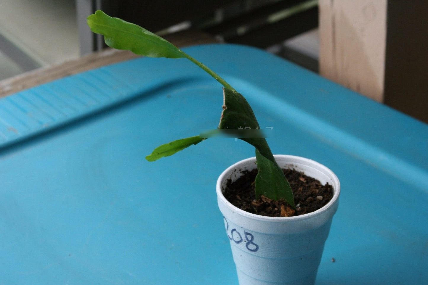 1 Rooted of Epiphyllum Hookeri Plant Cactus Succulents Orchid Cereus