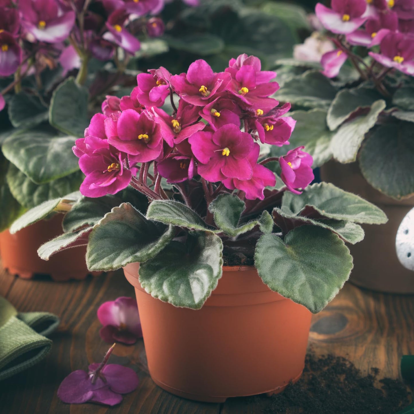 Burgundy Red African Violet Plant, Perennial African Violet Live Plants in 4 Inch Pot, Violets Live Plants Houseplant for Indoor Garden