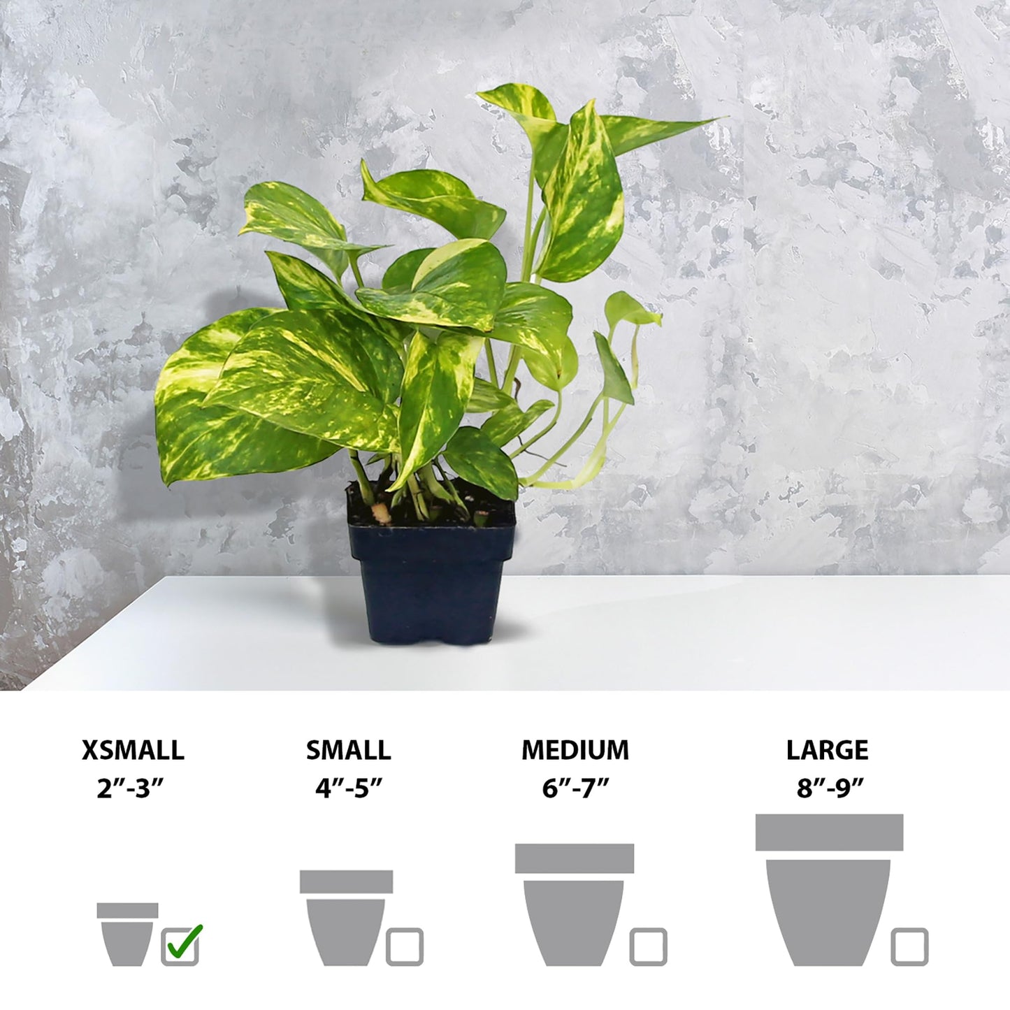 12 Pack Live Golden Pothos, Devil's Ivy Vine, Indoor Trailing Houseplant, Variegated Potted Plant, Sympathy Gift, Live Decor, Birthday Gift, Office Gift, Housewarming Gift in 3" Pot