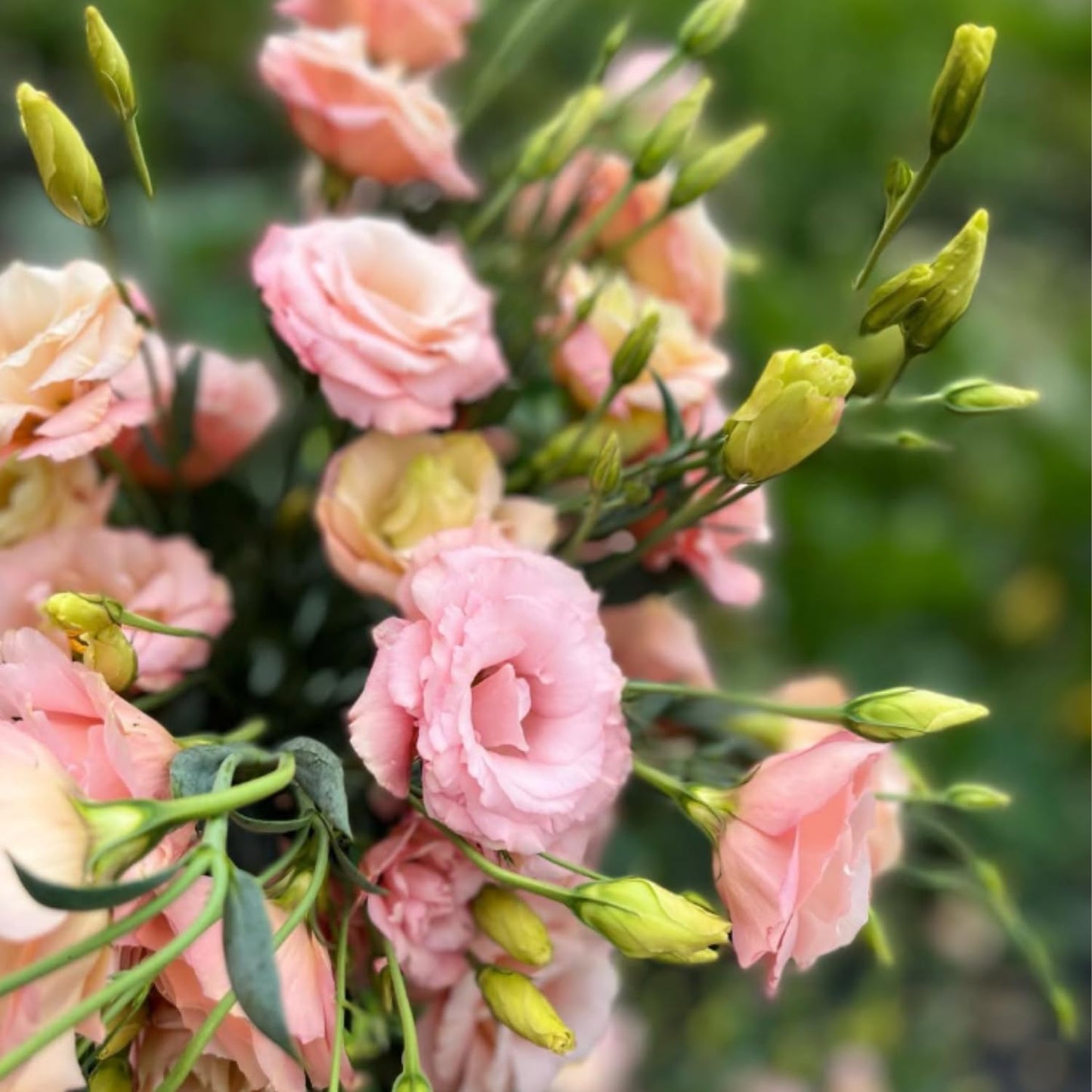 Apricot Lisianthus Eustoma Lisianthus Live Plant, Flowers Well Rooted Plug, 3-5'' Tall, Rose Plant for Landscape