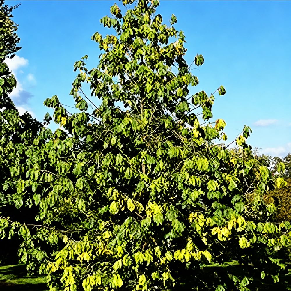 Mixrug 5+ Paw Paw Tree Seeds for Planting,Pawpaw Fruit Tree Seeds Organic,Asimina Triloba Seeds Fruit Trees Perennial with Tropical Banana-Mango Flavor, Cold Hardy & Shade Tolerant, in Farm Patio