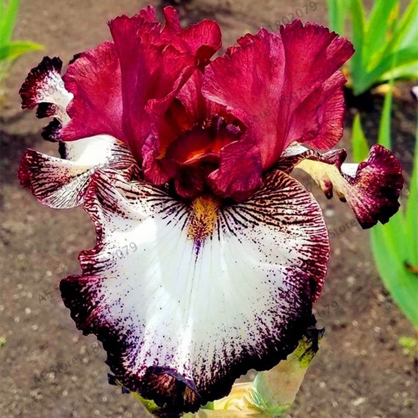 (3) Splended Assorted Colors Mix Bearded Iris Rhizomes, Roots, Bulbs