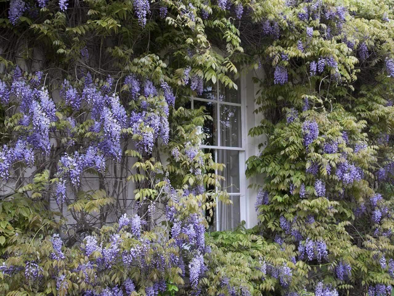 5 Blue Flowering Chinese Wisteria Vines - 12-18" Tall Live Plants - Wisteria Seedlings - Wisteria sinensis - (5 Pack)