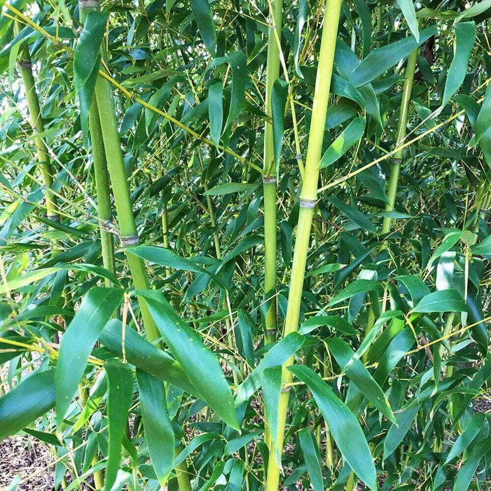 Live Plant - Red Margin Bamboo, 6-10" Tall Hardy Timber Rhizome, Phyllostachys rubromarginata
